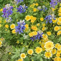 Western Xeriscape Wildflower Seed Mix -Plant Finder Shop western xeriscape adobestock cropped