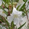 Hope Desert Willow