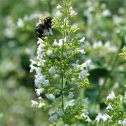 Plant Finder Shop -Plant Finder Shop white cloud calamintha 1