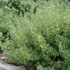 White Cloud Calamintha 8 White Cloud Calamintha -Plant Finder Shop white cloud calamintha 2