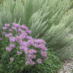 Wild Bergamot (Wichita Mountains Form) -Plant Finder Shop wild bergamot artemisia filifoli