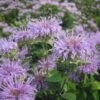 Wild Bergamot (Wichita Mountains Form) -Plant Finder Shop wild bergamot wichita mountains 1