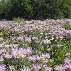 Wild Bergamot (Wichita Mountains Form) -Plant Finder Shop wild bergamot wichita mountains 1 1
