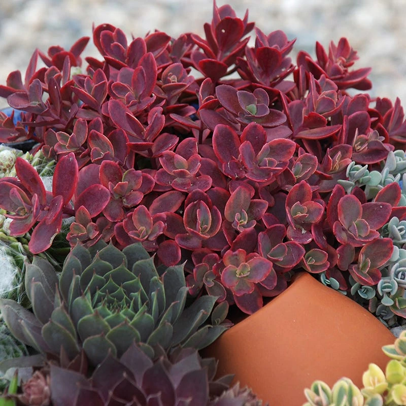 SunSparkler® Sedum Collection 7 SunSparkler® Sedum Collection - Image 5