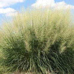 Windbreaker Giant Sacaton Grass 9 Windbreaker Giant Sacaton Grass -Plant Finder Shop windbreaker sacaton sq1