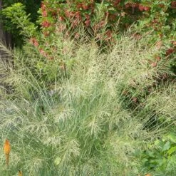 Windbreaker Giant Sacaton Grass 8 Windbreaker Giant Sacaton Grass -Plant Finder Shop windbreaker sacaton sq2