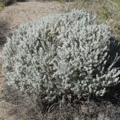 Winterfat -Plant Finder Shop winterfat 3 sq