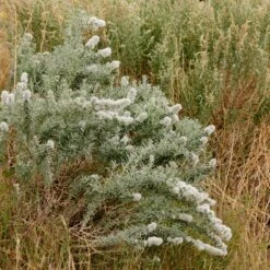 Winterfat -Plant Finder Shop winterfat sq