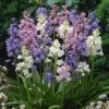 Wood Hyacinth Mix (Spanish Bluebells) -Plant Finder Shop woodhyacinthmix 1