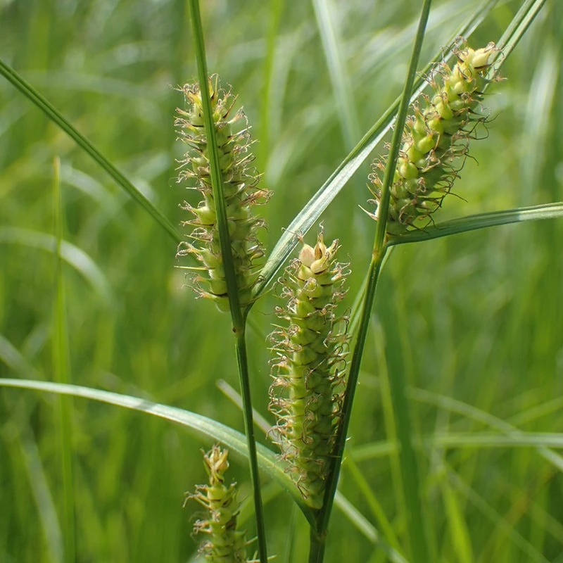 Woolly Sedge 3 Woolly Sedge