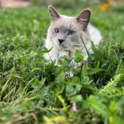 Xeriscape Clover Lawn Seed Mix -Plant Finder Shop xeriscape clover pr cat