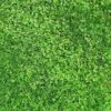 Xeriscape Clover Lawn Seed Mix 1 Xeriscape Clover Lawn Seed Mix -Plant Finder Shop xeriscape lawn hero