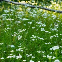 Xeriscape Clover Lawn Seed Mix -Plant Finder Shop yarrow lawn