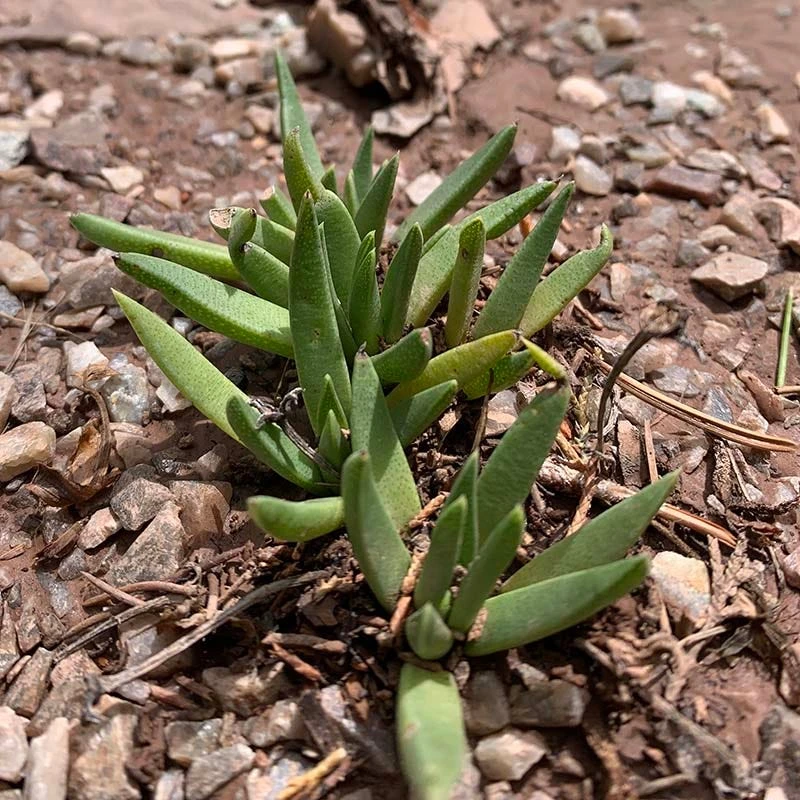 Yellow Flowered Ice Plant (Bergeranthus) 5 Yellow Flowered Ice Plant (Bergeranthus) - Image 3