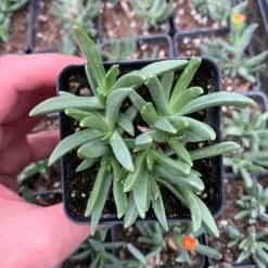 Plant Finder Shop -Plant Finder Shop yellow flowered iceplant pot