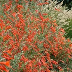 Sky Island Orange Hummingbird Trumpet (Zauschneria) -Plant Finder Shop zauschneria arizonica sky island orange1