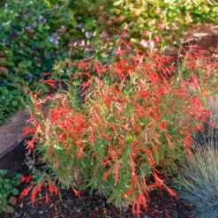 Sky Island Orange Hummingbird Trumpet (Zauschneria) -Plant Finder Shop zauschneria sky island orange sq 1