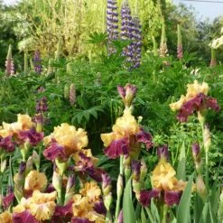 Ziggy Reblooming Bearded Iris -Plant Finder Shop ziggy reblooming bearded meadow