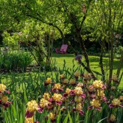 Ziggy Reblooming Bearded Iris -Plant Finder Shop ziggy reblooming bearded yard chairs