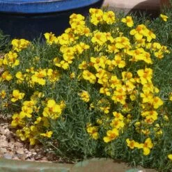 High Country Gardens Signature Collection -Plant Finder Shop zinnia grandiflora gold blue flower garden